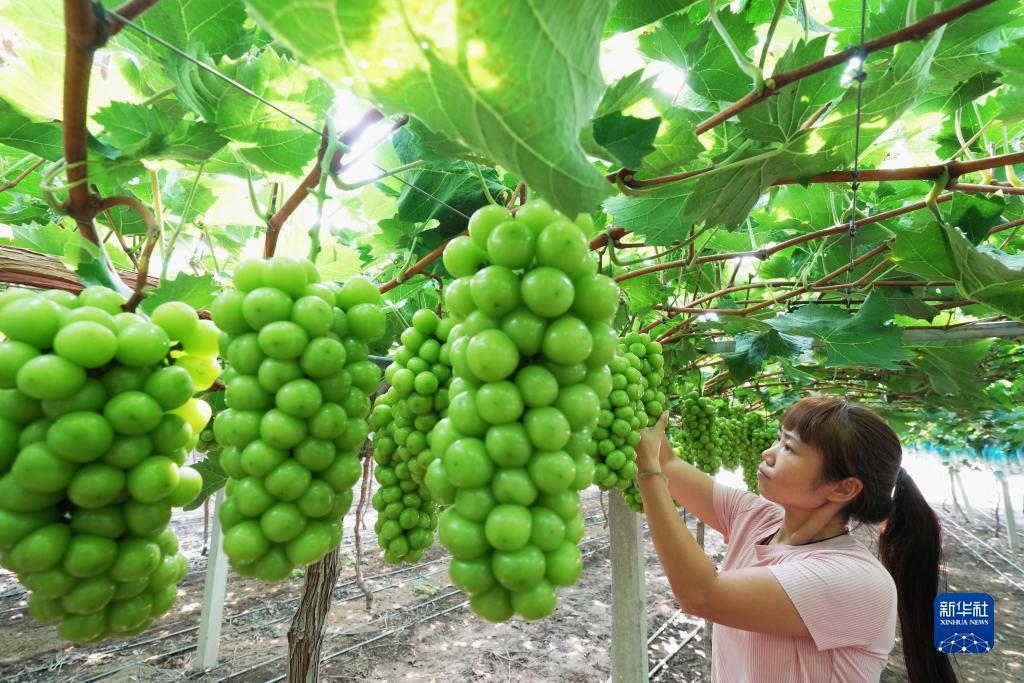 开心川麻365